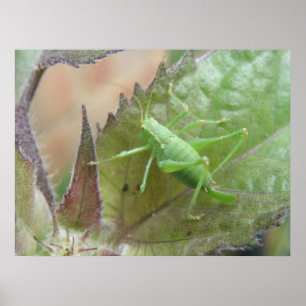 Affiches Cricket vert sur feuille