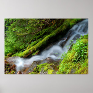 Affiches Crique en parc national de mont Rainier