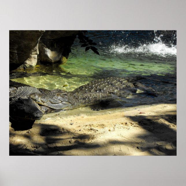 Affiches Crocodile (Devant)