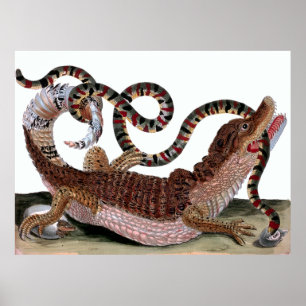 Affiches Crocodile mangeant le serpent