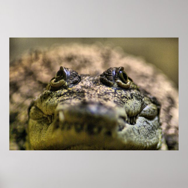 Affiches Crocodylus Moreletii en gros plan (Devant)