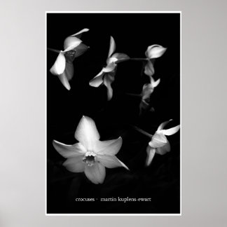 Affiches Crocus
