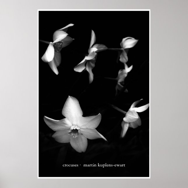 Affiches Crocus (Devant)