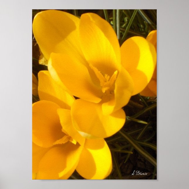 Affiches Crocus (Devant)