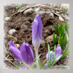Affiches Crocus printaniers