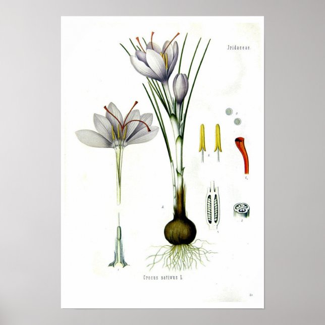 Affiches Crocus sativus (Devant)