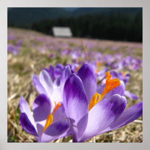 Affiches Crocus, Tatras