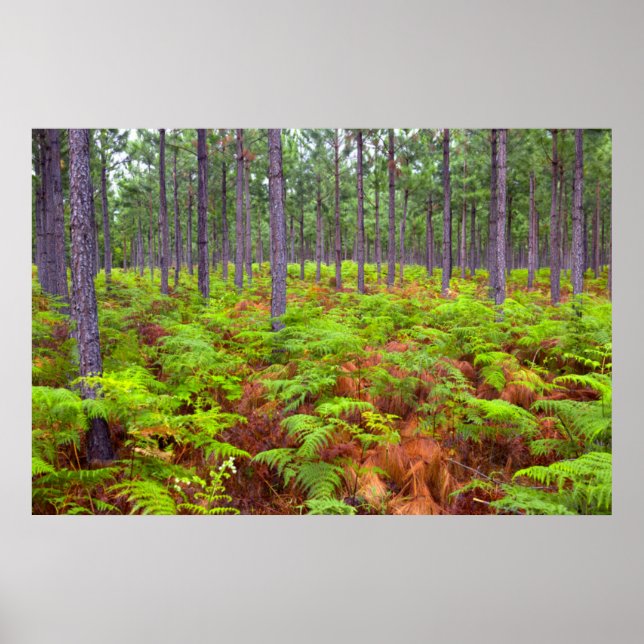 Affiches Croissance du support commun (Pteridium Aquilinum) (Devant)