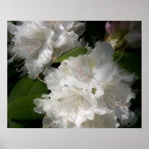Affiches Croquis blanc Rhododendrons doux