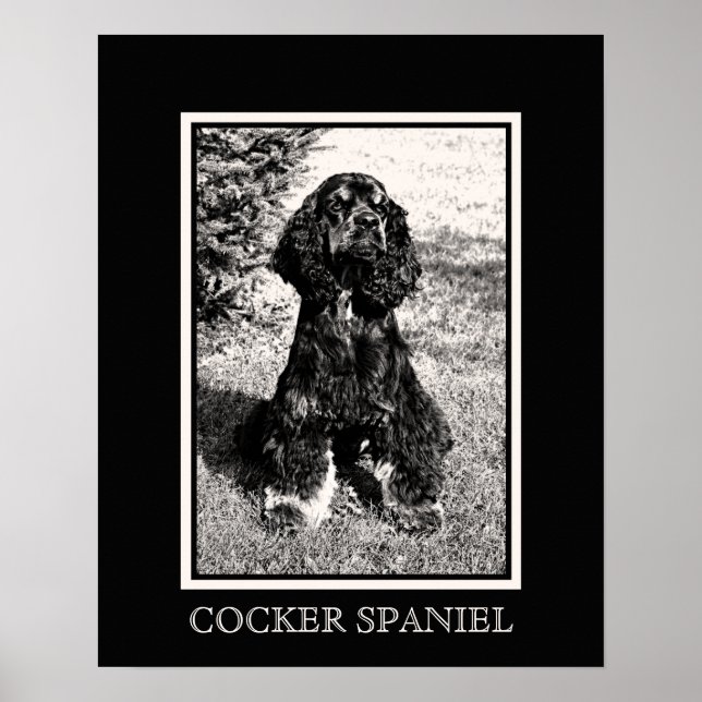 Affiches Croquis de Cocker Spaniel (Devant)