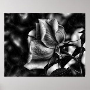 Affiches croquis de rose en noir et blanc