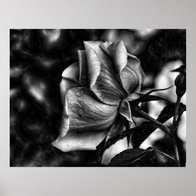 Affiches croquis de rose en noir et blanc (Devant)
