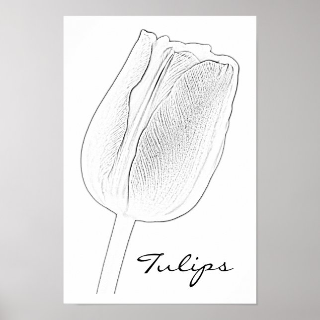 Affiches Croquis de tulipe (Devant)