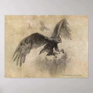Affiches Croquis Great Eagles
