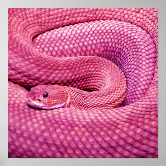 Affiches Crotale Basilic Rose (Devant)
