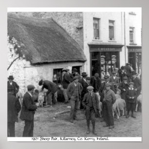 Affiches Cru Cie. Kerry moutons d'Irlande, Killarney justes