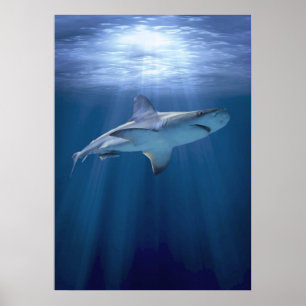 Affiches Cruising Shark