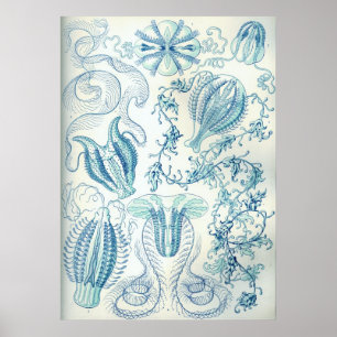 Affiches Ctenophore