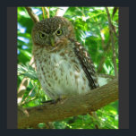Affiches Cuban Pygmy Owl Animal Feather Tree Nature Destiny<br><div class="desc"></div>