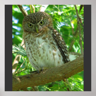 Affiches Cuban Pygmy Owl Animal Feather Tree Nature Destiny
