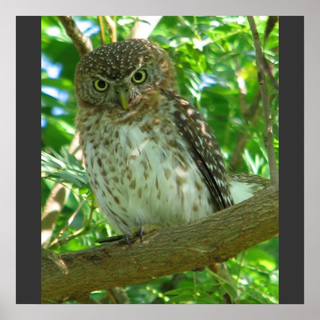 Affiches Cuban Pygmy Owl Animal Feather Tree Nature Destiny (Devant)