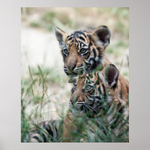 Affiches Cubes de tigre