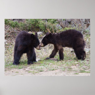 Affiches Cubes d'ours noirs