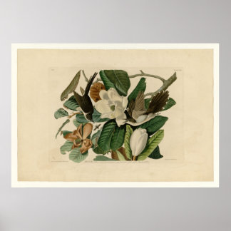 Affiches Cuckoo à bec noir