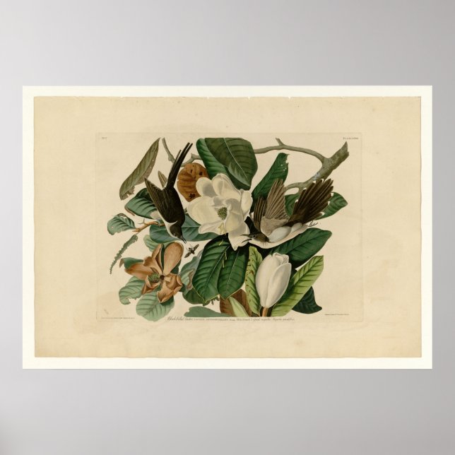 Affiches Cuckoo à bec noir (Devant)