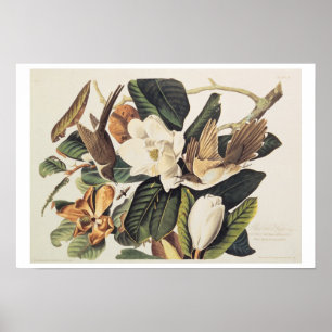 Affiches Cuckoo à bec noir sur Magnolia Grandiflora, 1828,