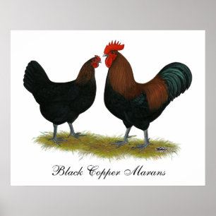 Affiches Cuivre noir des Marans