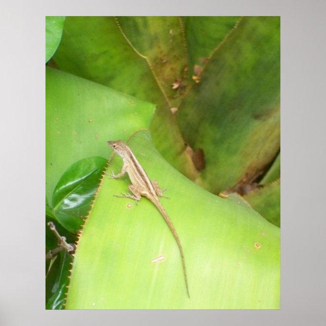 Affiches Curieux Lizard (Devant)