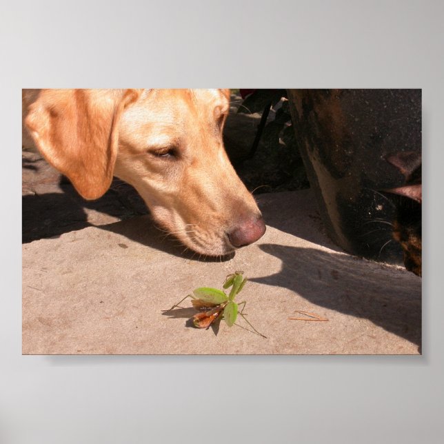 Affiches Curiosité (Devant)