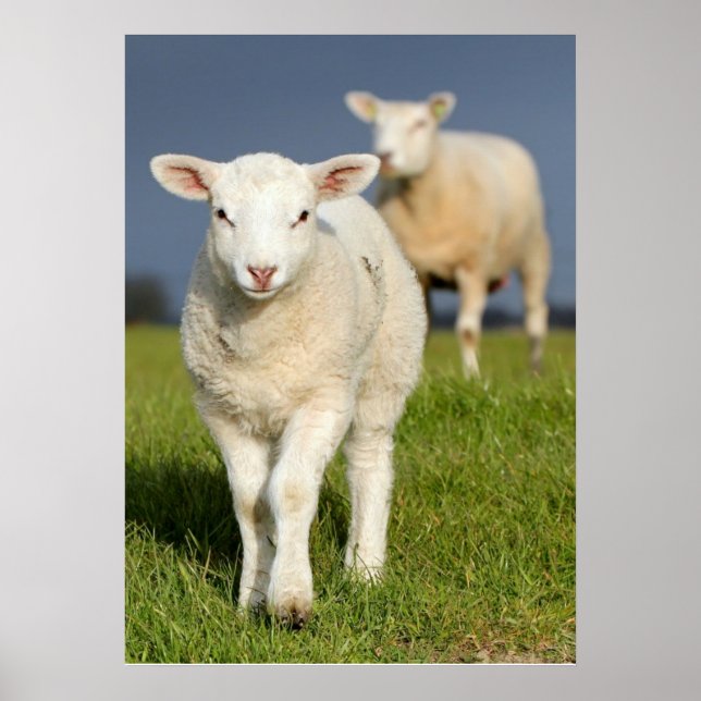 Affiches Curious Lamb (Devant)
