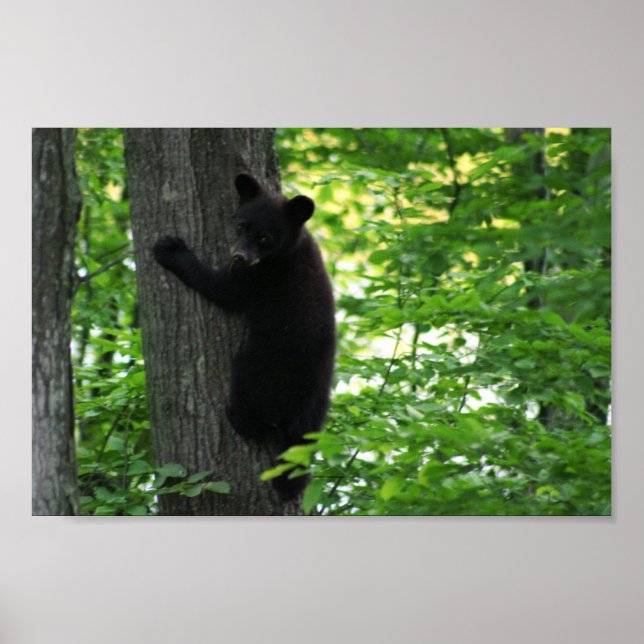 Affiches Cute Black Bear Cub Escalade Sur L'Arbre En Forêt (Devant)