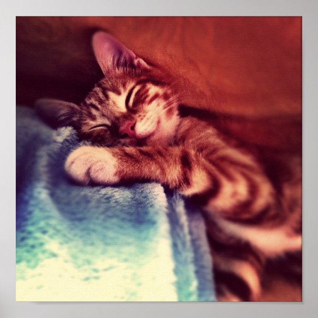 Affiches Cute chaton dormir (Devant)
