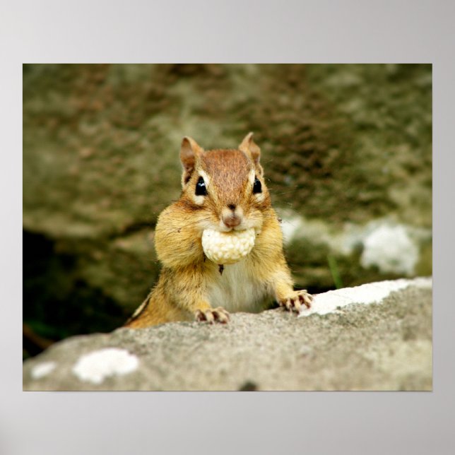 Affiches Cute Chipmunk avec grande variété (Devant)