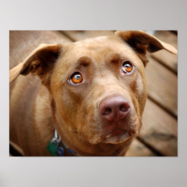 Affiches Cute Chocolate Lab Pit Mix Dog Portrait 5 (Devant)