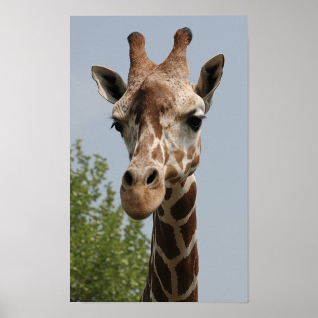 Affiches Cute Giraffe (Devant)