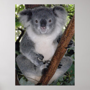 Affiches Cute Koala Destiny Zazzle Aussi Outback