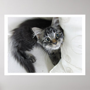 Affiches Cute Longue Haine Tabby Kitten, Gros Yeux