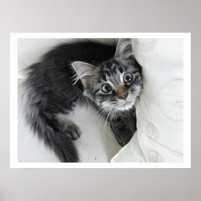 Affiches Cute Longue Haine Tabby Kitten, Gros Yeux (Devant)