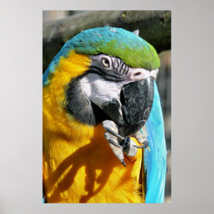 AFFICHES CUTE MACAW