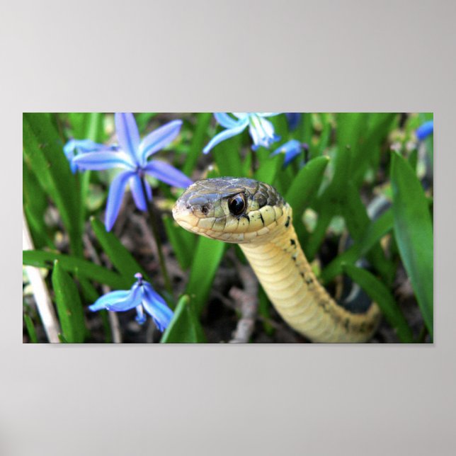 Affiches Cute serpent (Devant)