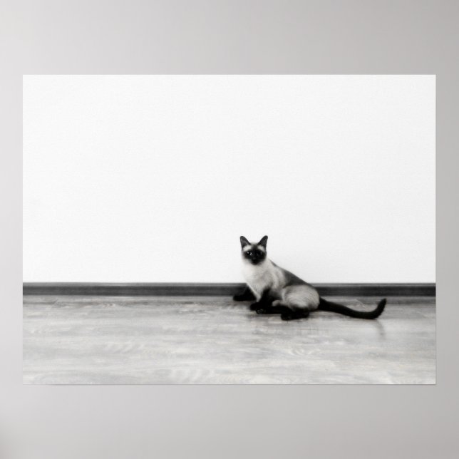 Affiches CUTE Siamese Portrait de chat (Devant)