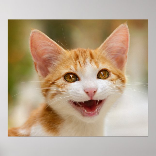 Affiches Cute Smiling Kitten Face Funny Cat Meow (Devant)