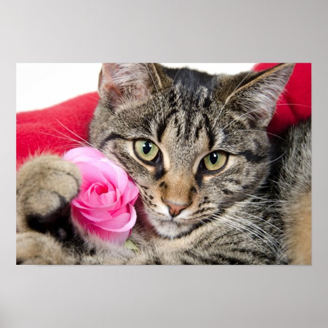 Affiches Cute Tabby Chat Avec Rose (Devant)