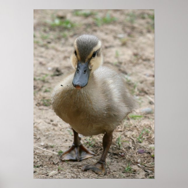 Affiches "Cutie" (Devant)