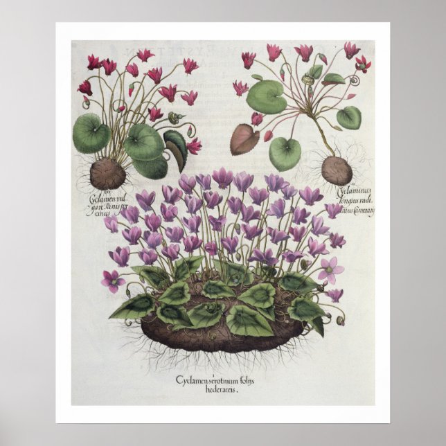 Affiches Cyclamen : 1.Cyclamen sérotinum foliis hederaceis  (Devant)