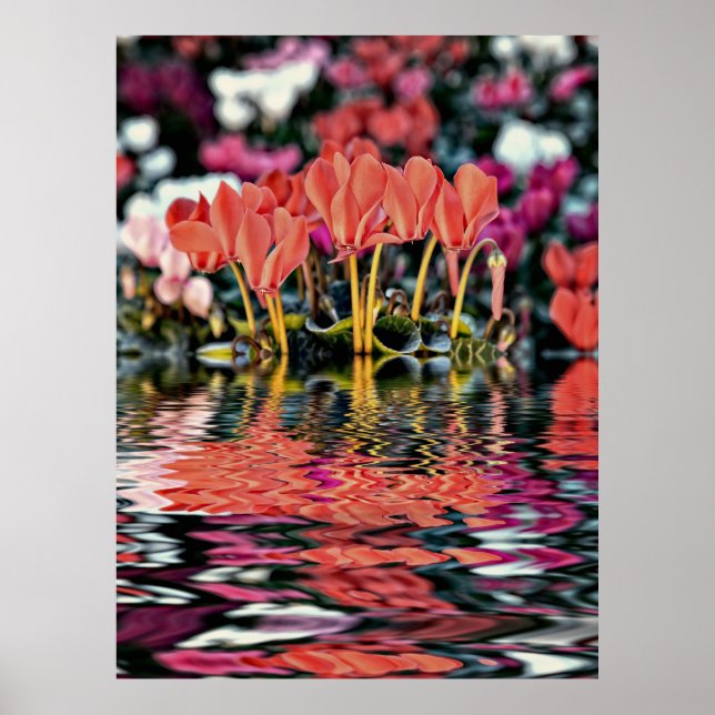 Affiches Cyclamens se reflétant dans l'eau (Devant)